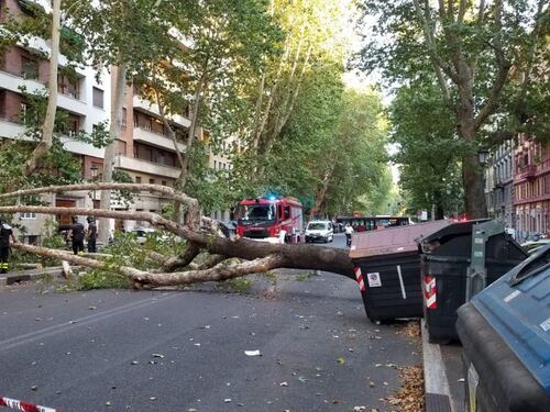 Platano di dieci metri si schianta in viale Angelico: ennesima tragedia sfiorata