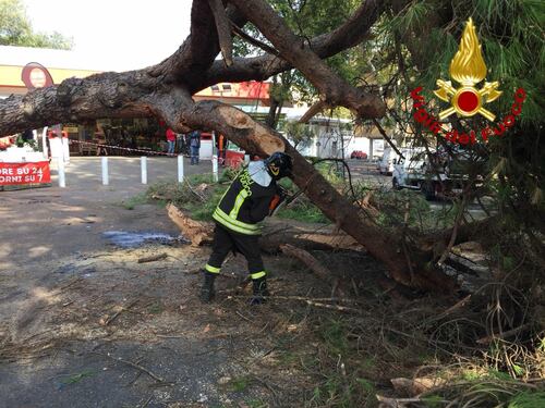 Villaggio Olimpico, un pino di 25 metri cade davanti al supermercato