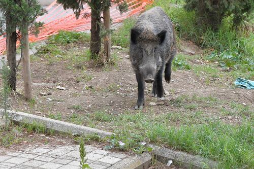 "Zona infetta a Roma" per la peste suina. E cassonetti recintati contro i cinghiali