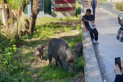 I cinghiali nuovi padroni di Roma si prendono anche la stazione metro di Valle Aurelia