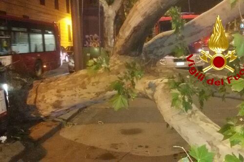 A Roma piovono alberi. Un platano di 20 metri crolla su un autobus a Prati, ferito l'autista