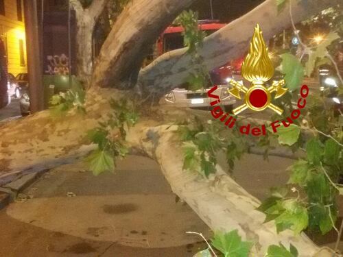 A Roma piovono alberi. Un platano di 20 metri crolla su un autobus a Prati, ferito l'autista