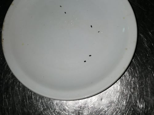 In agriturismo "il topo è servito". Escrementi nei piatti e vicino alle posate
