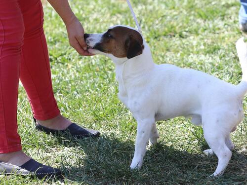 Vuole affogare il cane per vendicarsi dell'ex: denunciato