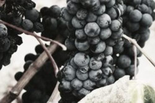 Tenute Mirabelli, la Calabria del vino diventa internazionale