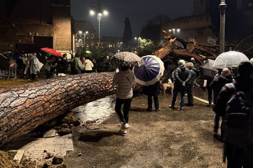 Roma, crolla albero vicino al Colosseo