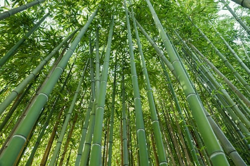 Ecco i germogli di bambù, la nuova frontiera del gusto