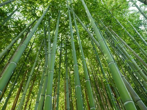 Ecco i germogli di bambù, la nuova frontiera del gusto