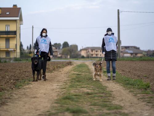 Emergenza coronavirus: volontari Leidaa in campo per gli animali orfani