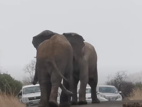 Sudafrica, elefanti fuori controllo: lotta tra le auto. La scena mai vista