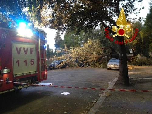Colosseo, albero alto 20 metri cade sulle auto