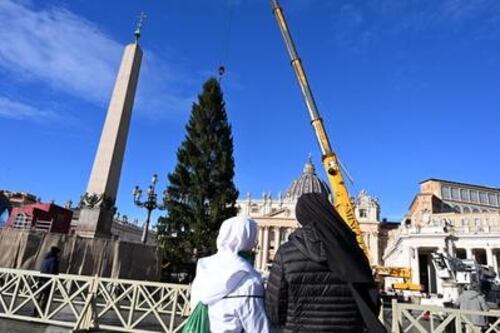 Per Papa Leone un albero di Natale di 27 metri innalzato a piazza San Pietro