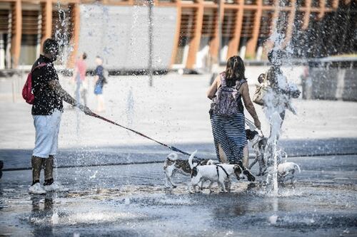 Super caldo, ecco come proteggere cani e gatti dall'afa