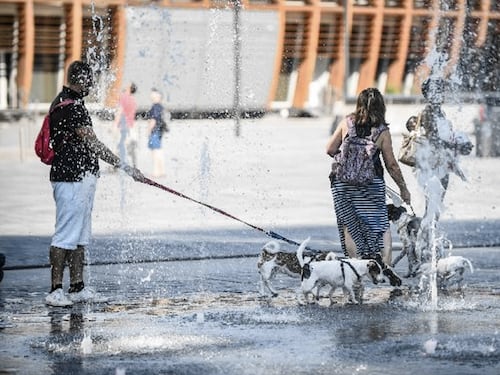 Super caldo, ecco come proteggere cani e gatti dall'afa