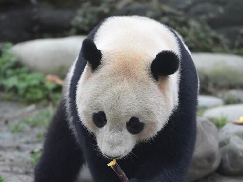 Dagli Usa alla Cina, il panda Bao Bao debutta in pubblico dopo la quarantena