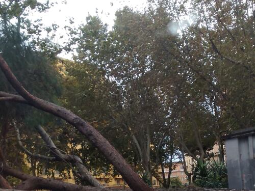 Albero crolla e sfonda le auto in sosta. Al Tuscolano l'ennesima tragedia sfiorata