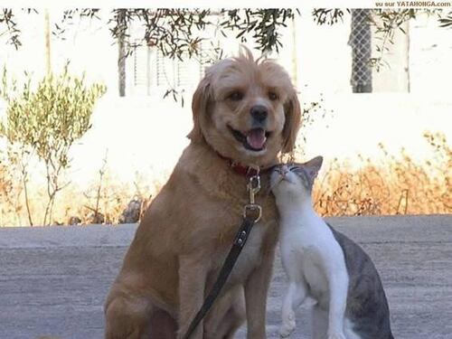 Roma, bruciature di sigarette su cani e gatti: abusi sugli animali domestici. L'allarme dei veterinari