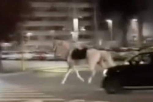 Cavalli in fuga, tre feriti per fermarli. Indagini su un vigile che ha lanciato petardi