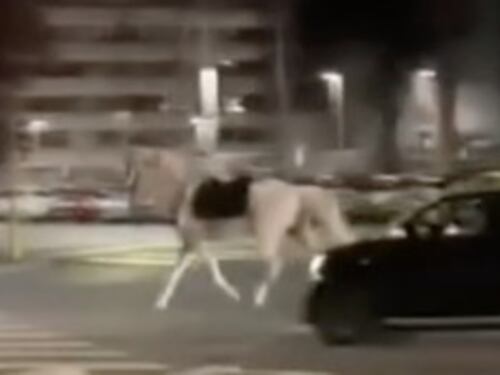 Cavalli in fuga, tre feriti per fermarli. Indagini su un vigile che ha lanciato petardi