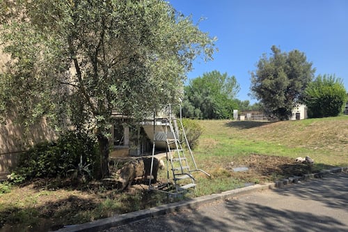 Prima Porta "bestiale". Maiali avvistati al cimitero