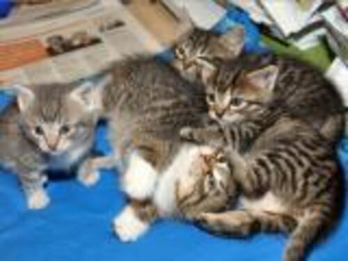 Alla Fiera c'è Supercat show Il meglio del gatto in mostra
