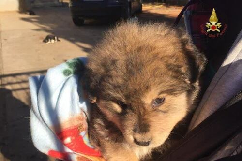 Cucciolo di cane cade in un pozzo a Valmontone. Salvato dai vigili del fuoco