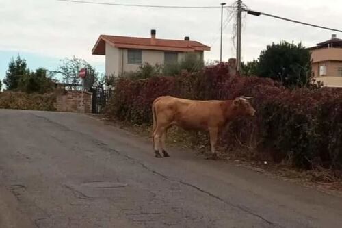 Roma, Laurentina in tilt: c'è un toro sulla carreggiata