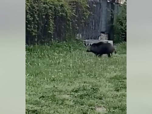 Cinghiali a Roma, adesso passeggiano vicino alla casa di Roberto Gualtieri