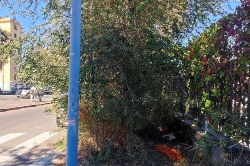 Via Ostiense, marciapiede "inghiottito" dagli alberi #lafotodeilettori