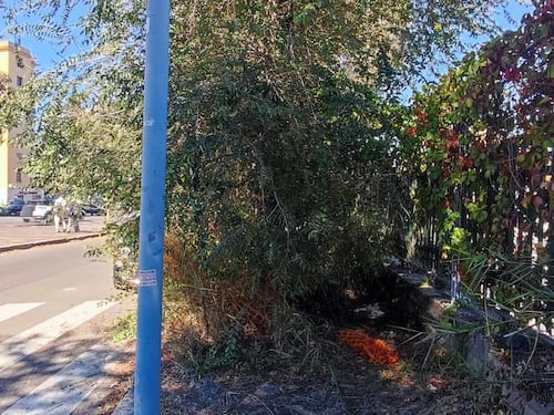 Via Ostiense, marciapiede "inghiottito" dagli alberi #lafotodeilettori