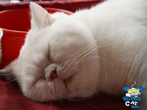 E voi non siete un gatto! Torna il Supercat show