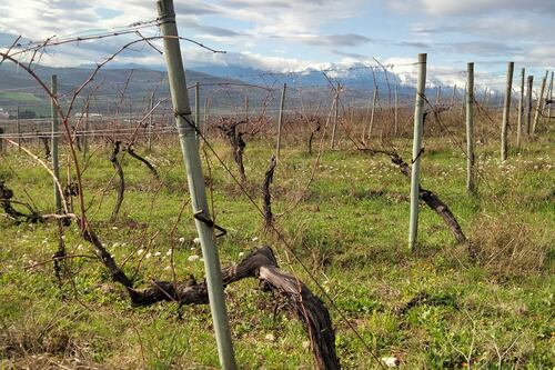Il Montepulciano che nasce tra il mare e il Gran Sasso