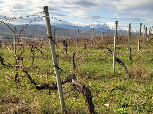 Il Montepulciano che nasce tra il mare e il Gran Sasso