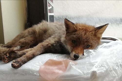 Volpe rossa si intrufola nell'hotel: presa e rilasciata a Villa Ada
