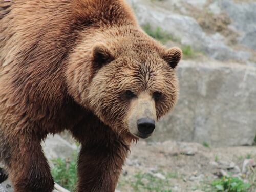 Guerra aperta per salvare l'orso del Trentino. Costa dice no all'abbattimento e Gassmann grida vergogna