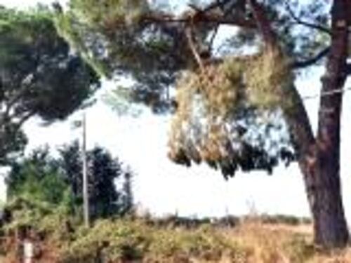 Giustiniana, alberi e strada sono troppo pericolosi