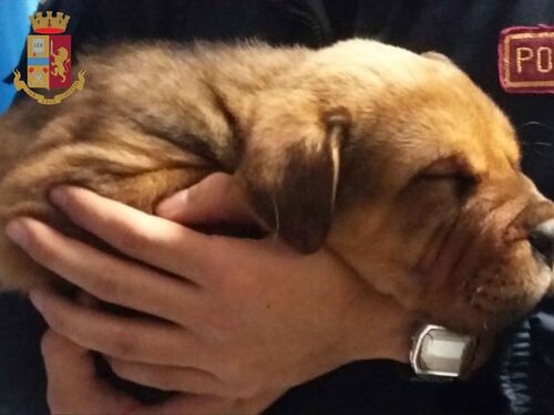 Torrenova, cuccioli abbandonati a Capodanno in strada. Poliziotto li adotta
