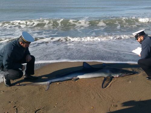Squalo di due metri sulla spiaggia di Ostia