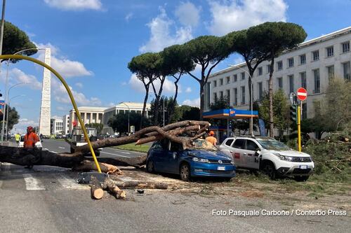 Grosso pino crolla su due auto in corsa sulla Colombo: un ferito