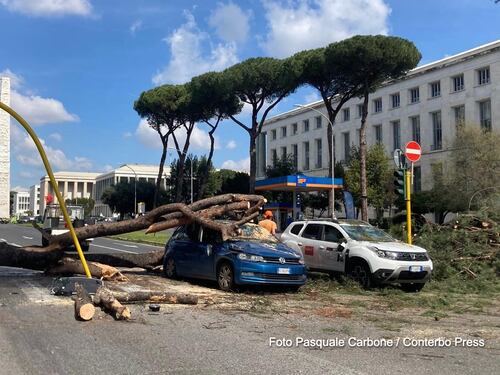 Grosso pino crolla su due auto in corsa sulla Colombo: un ferito