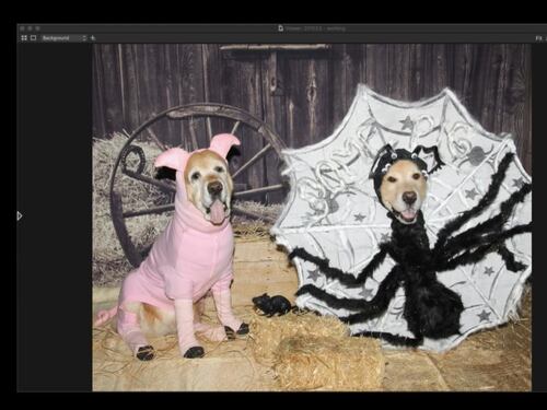 Halloween con il virus, la sfilata dei cani di New York è virtuale
