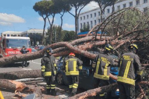 Roma, la verità dell'agronomo: "Ecco perché cadono gli alberi"