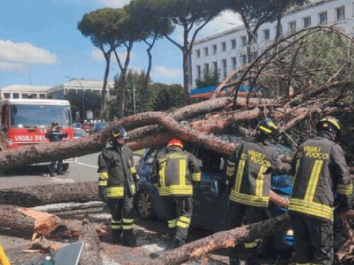 Roma, la verità dell'agronomo: "Ecco perché cadono gli alberi"