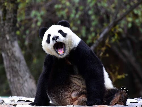 Boom di turisti per i panda giganti dello zoo di Changchun