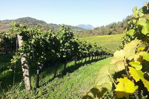 Dal Barolo al Cesanese, la scommessa di Giovanni Negri