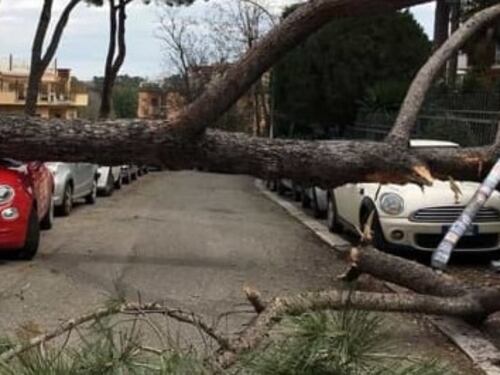 Vento forte e incuria, a Roma piovono alberi