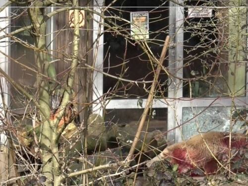 Germania, paura allo zoo: abbattuto l'orso scappato dalla gabbia a Osnabruck