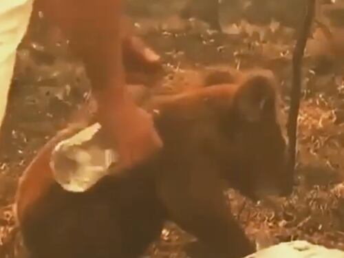 Koala salvato dalle fiamme. Il dramma dell'animaletto