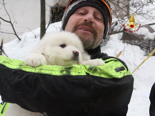 Rigopiano, trovati tra le macerie i tre cuccioli di pastore abruzzese