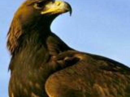 Un'aquila vera sul cielo dell'Olimpico Scegli il nome del simbolo della Lazio